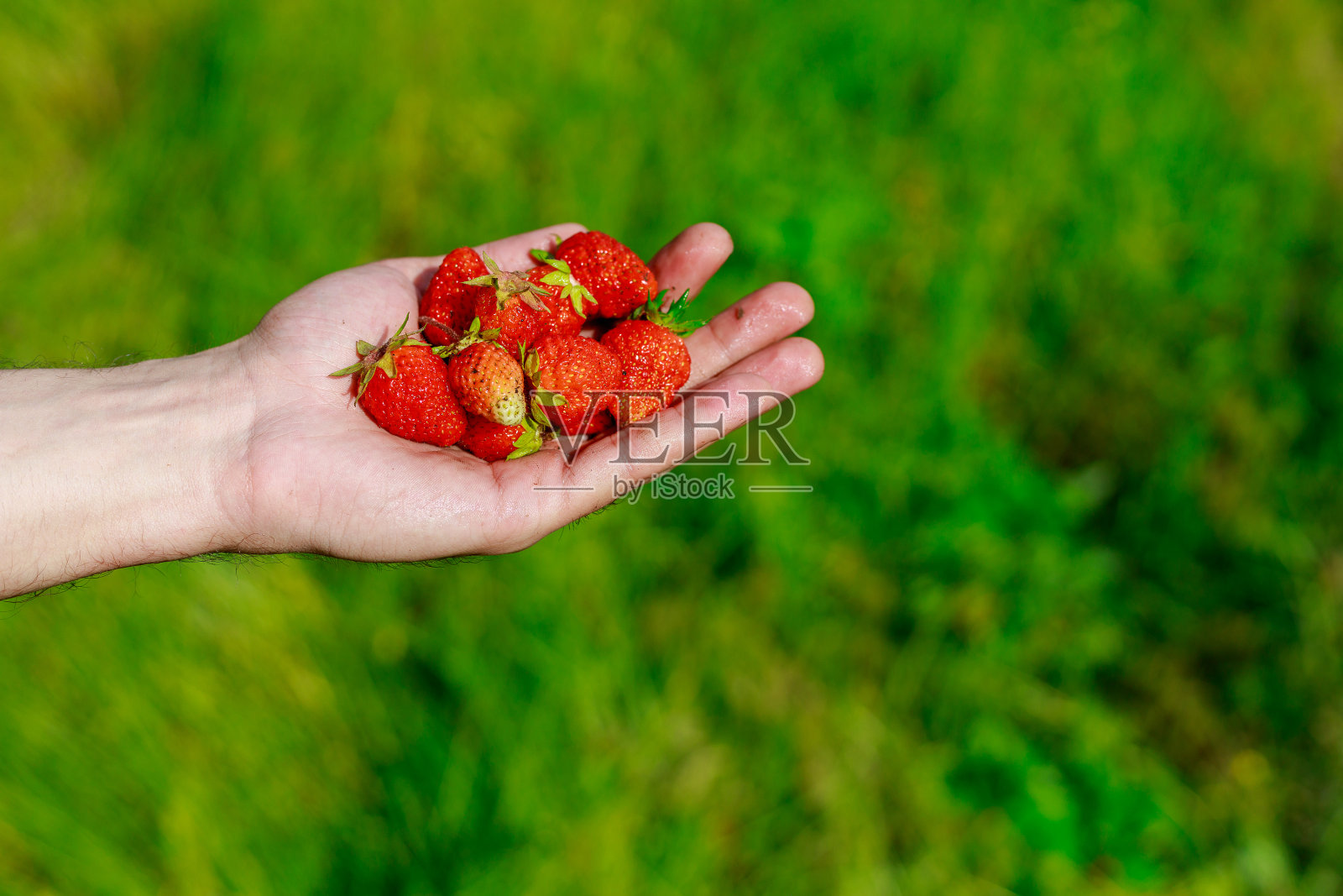 农民亲手把草莓从花园里摘下来，天然环保的浆果没有杀虫剂。背景照片摄影图片