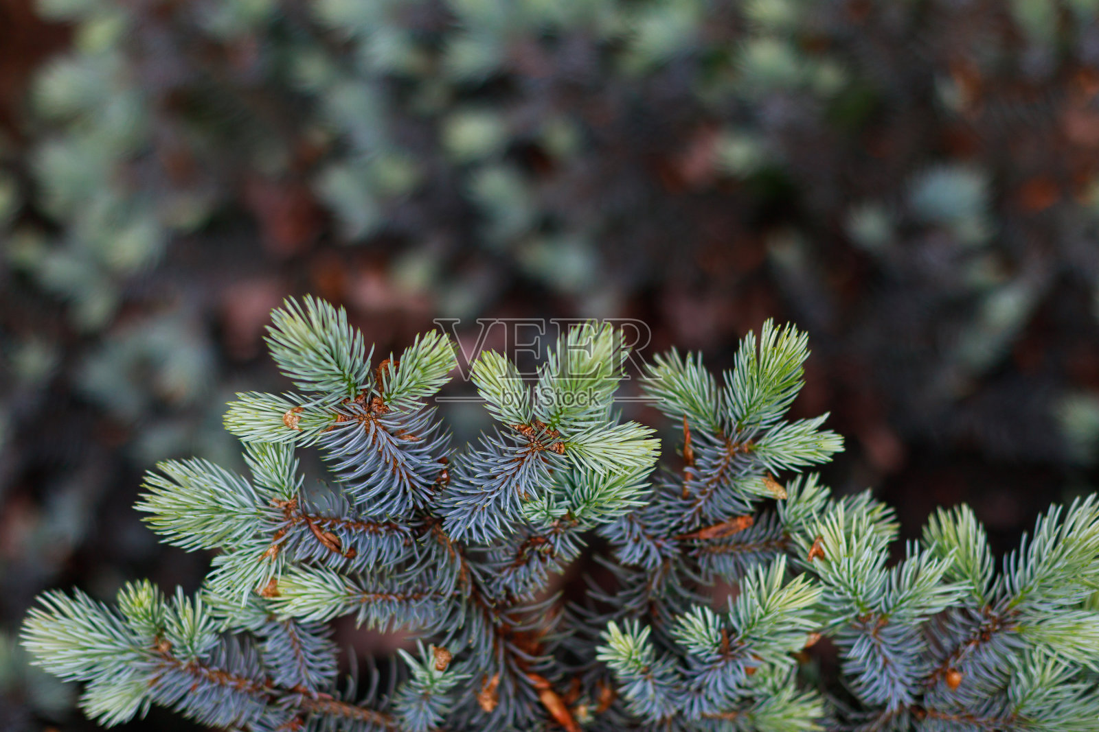 冷杉爪子。自然背景与文本复制空间照片摄影图片