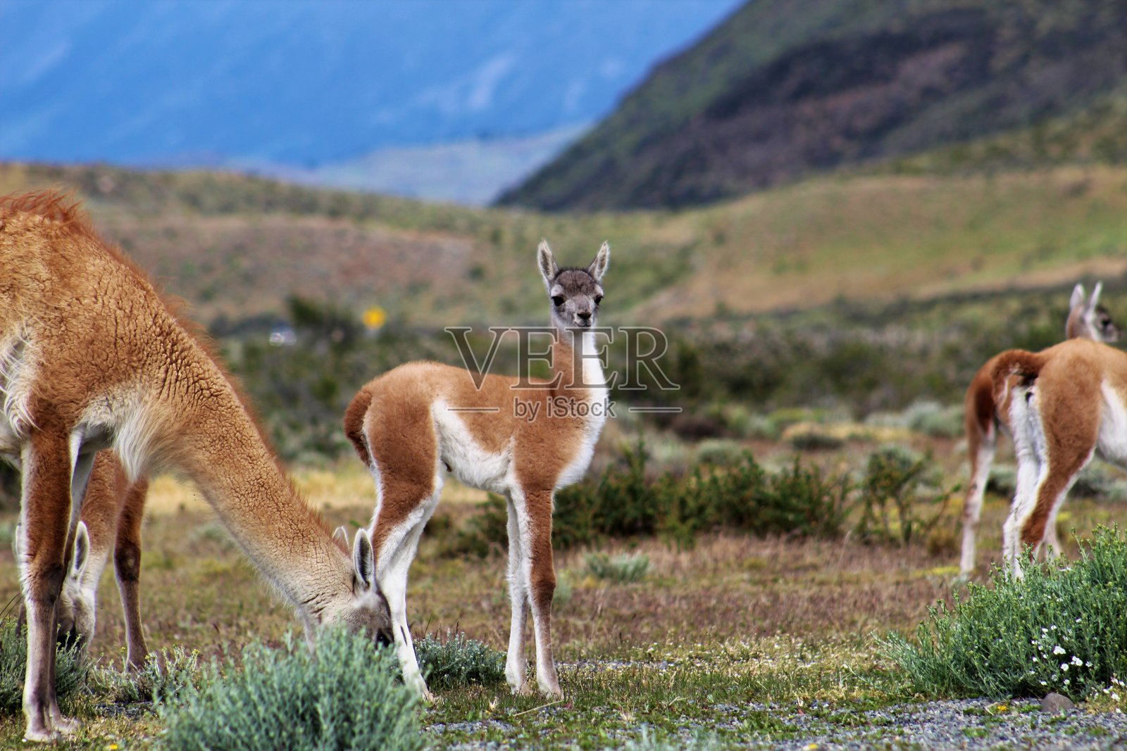 野生动物在巴塔哥尼亚照片摄影图片