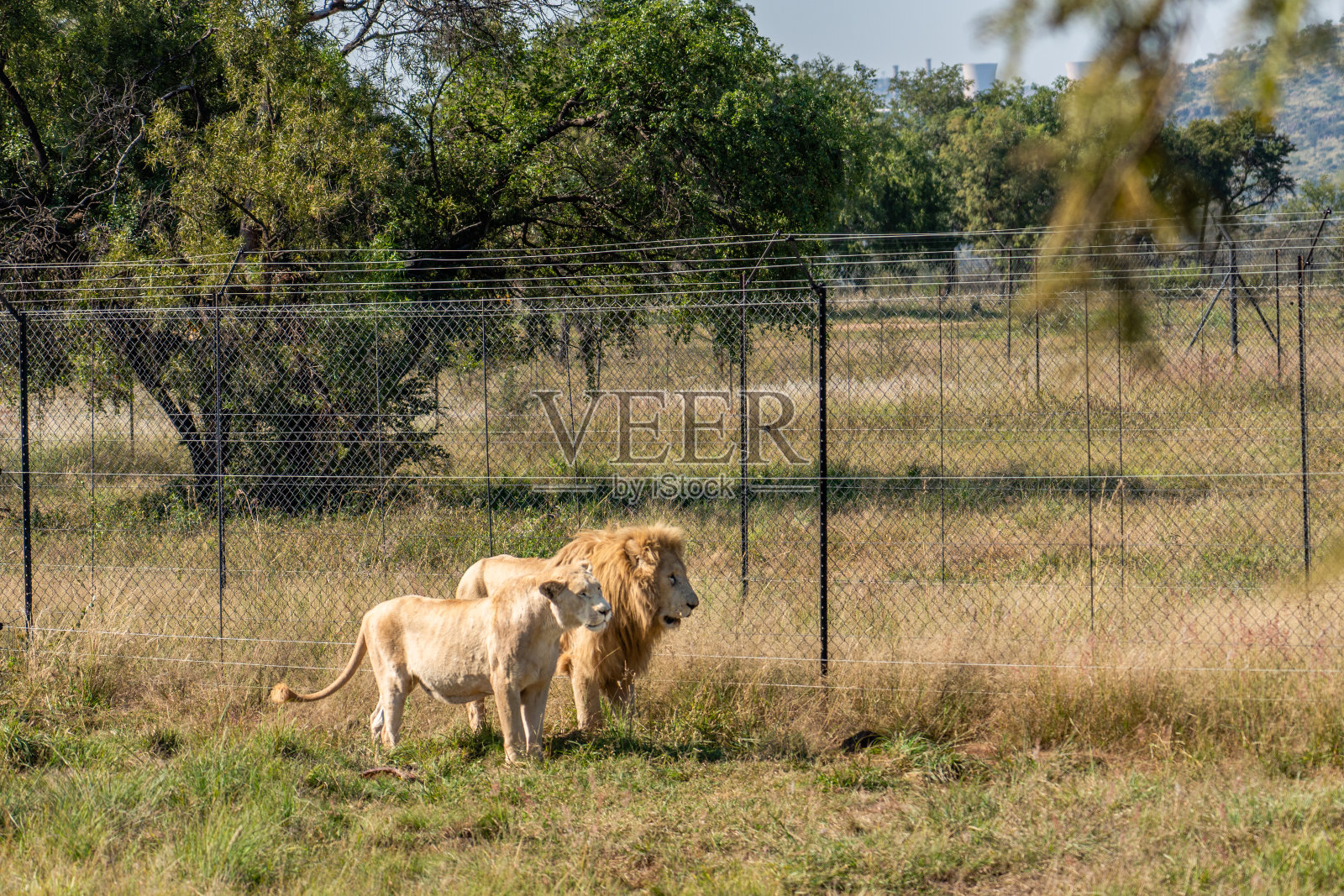 非洲雄狮和母狮并肩站在野生动物保护区的大草原上。动物家庭的爱和纽带的概念。照片摄影图片