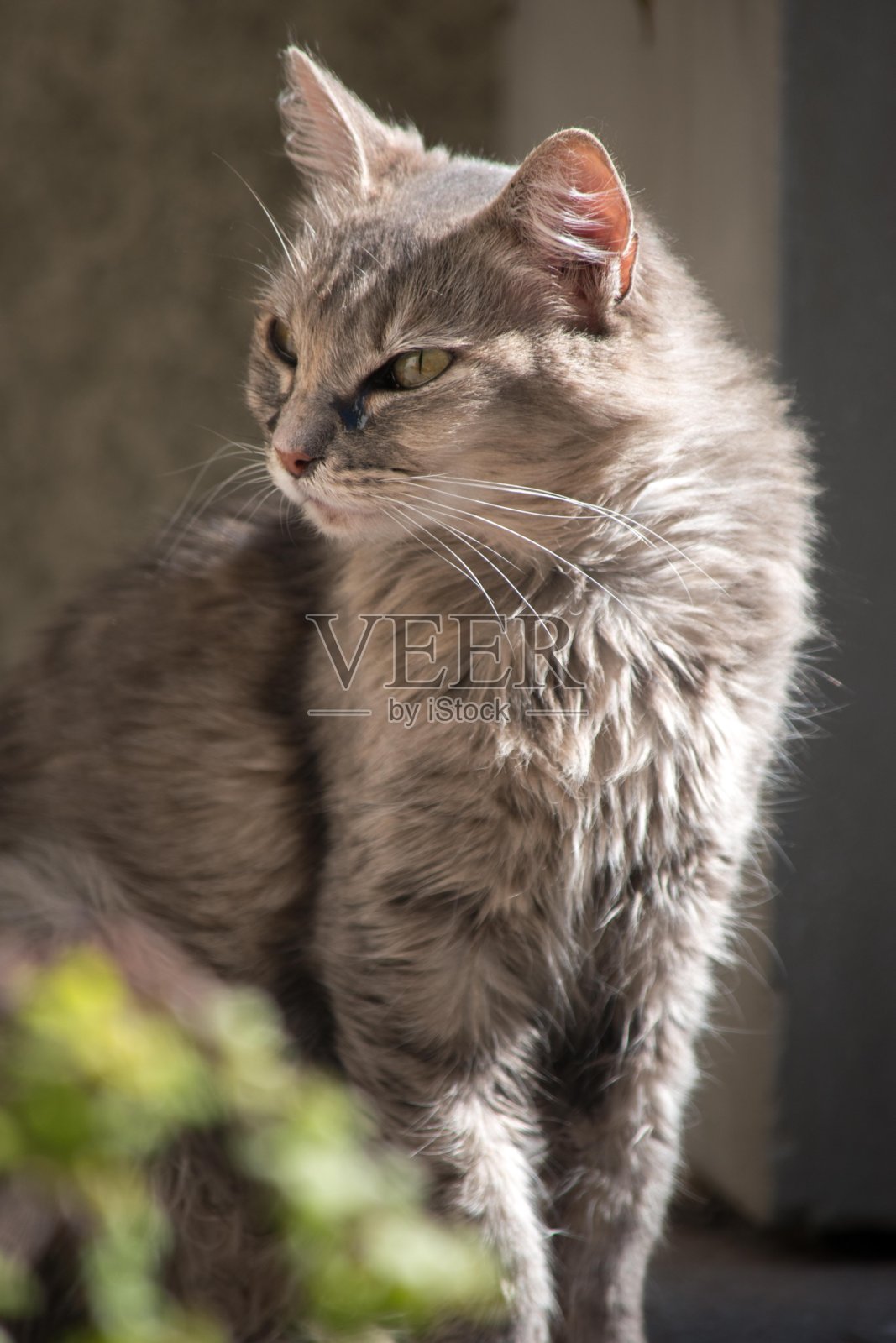 猫照片摄影图片