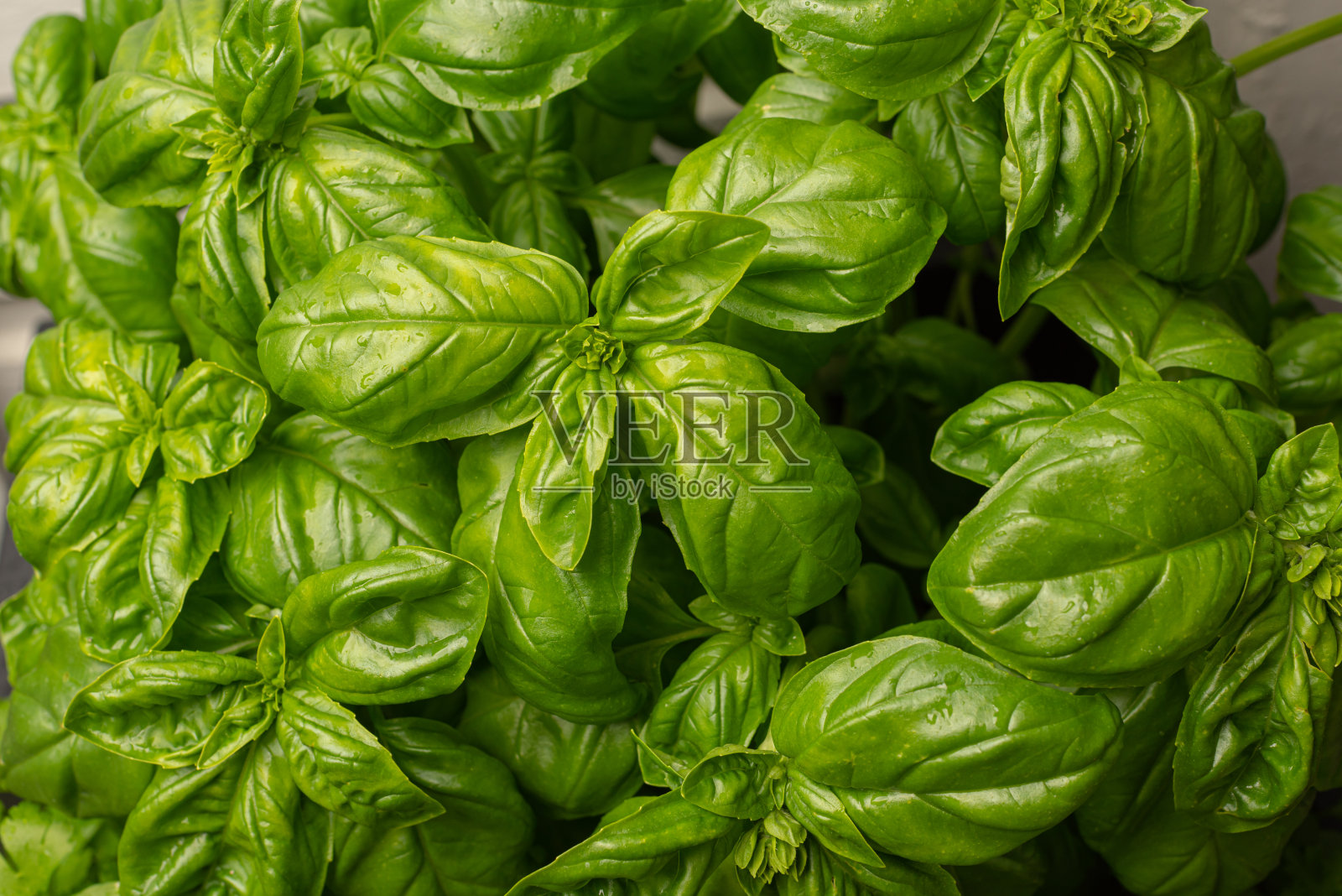 花盆里的大罗勒植物。照片摄影图片