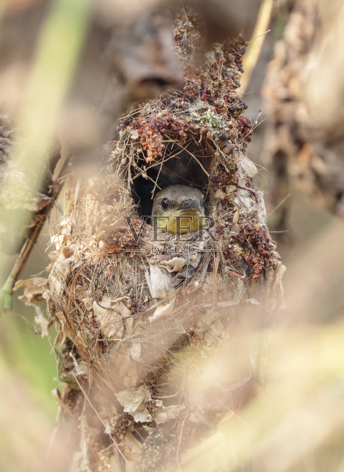 紫色的太阳鸟(女)照片摄影图片