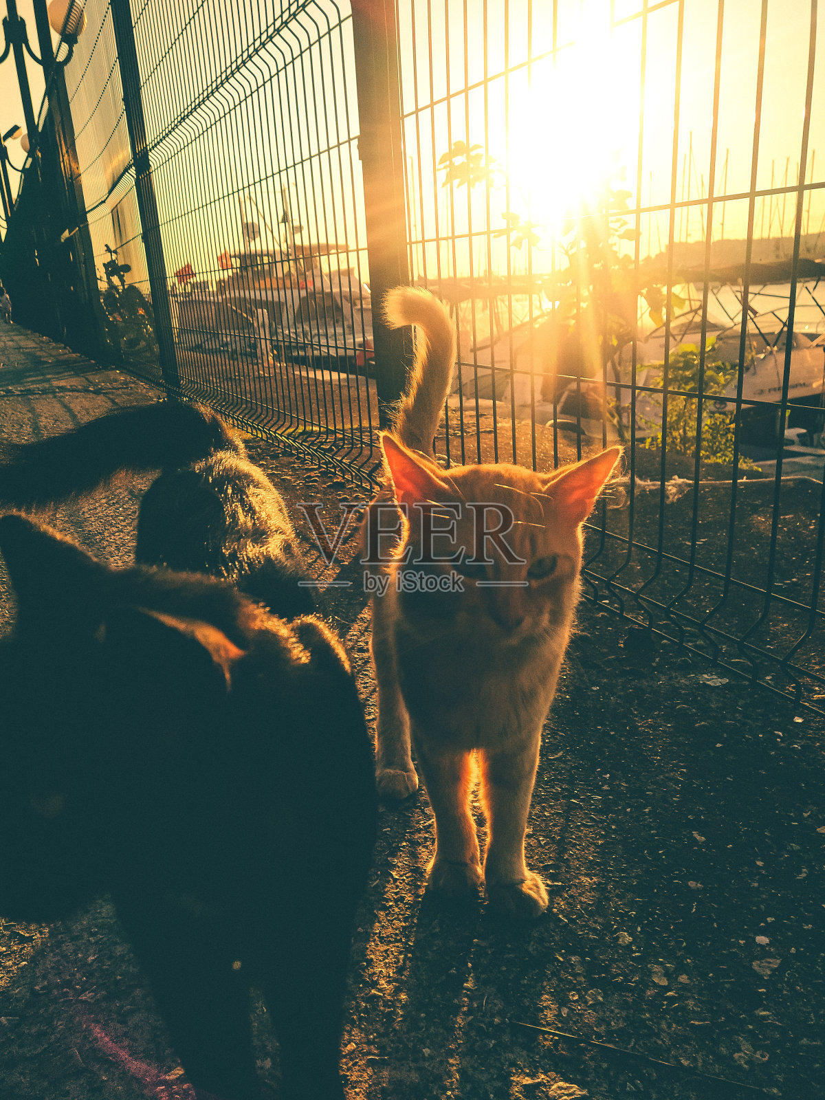 日落的猫照片摄影图片