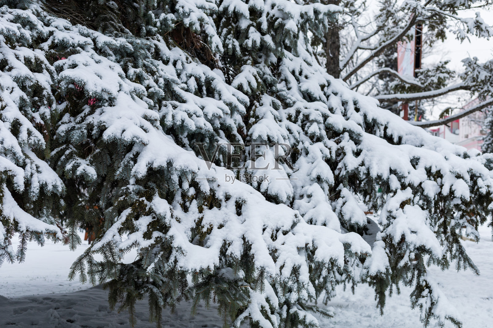 雪中的针。冬季背景与复制空间照片摄影图片