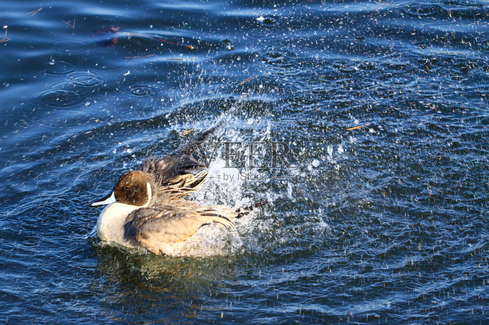 鸭子在湖里洗澡照片摄影图片