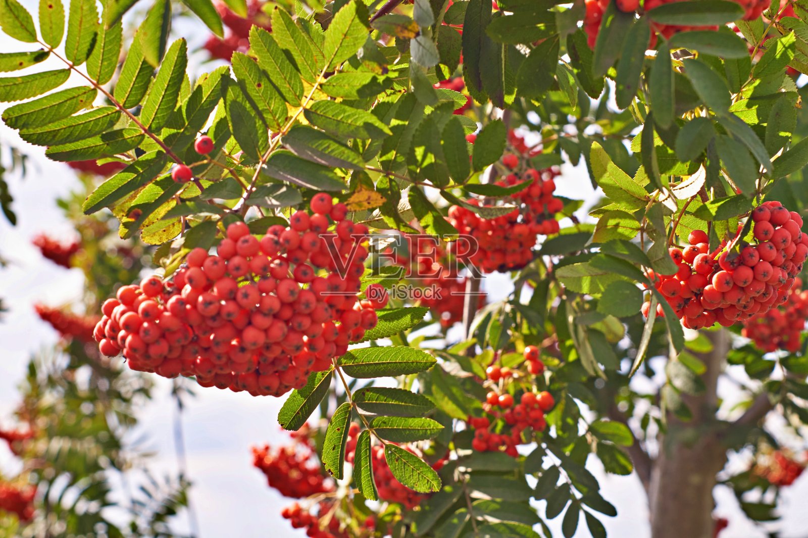 分支与rowanberries照片摄影图片