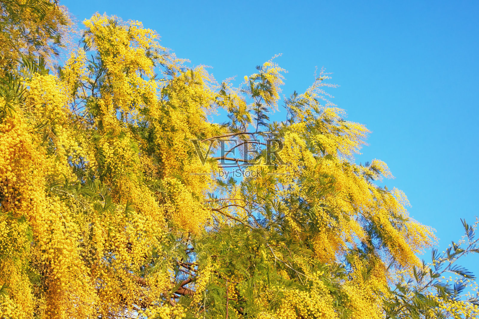 春天。黄花金合欢照片摄影图片