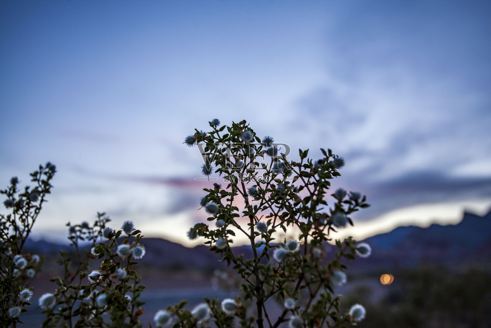蓝色小时花照片摄影图片