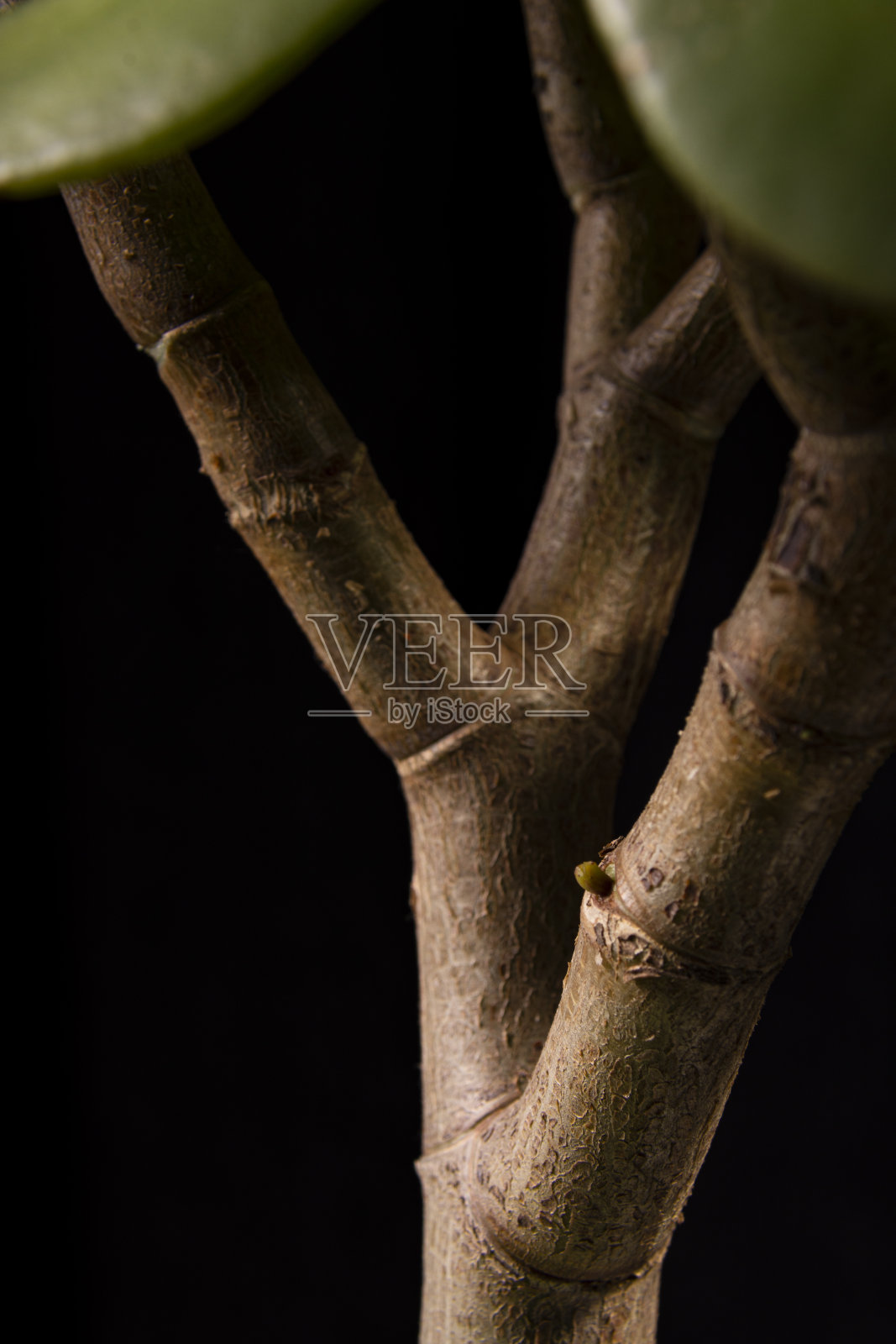 玉树/玉树卵圆石的皮质细节照片摄影图片