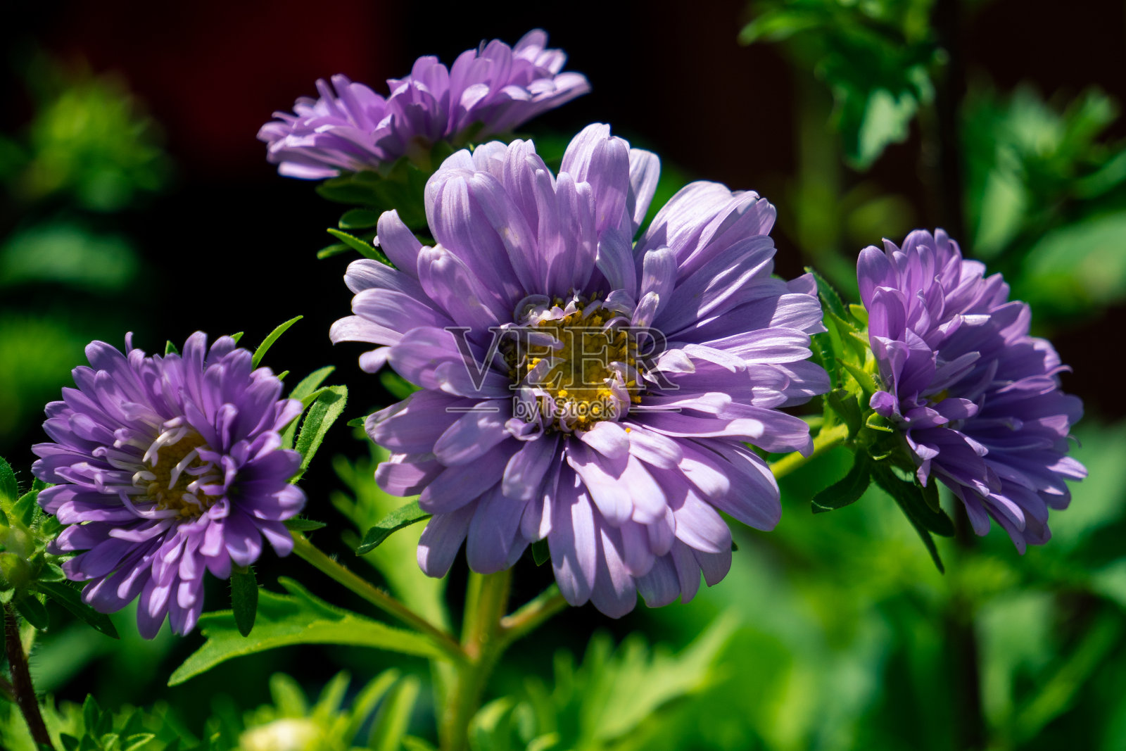 自然背景上的紫色花朵。不可思议的花卉形象的设计，海报和项目。照片摄影图片