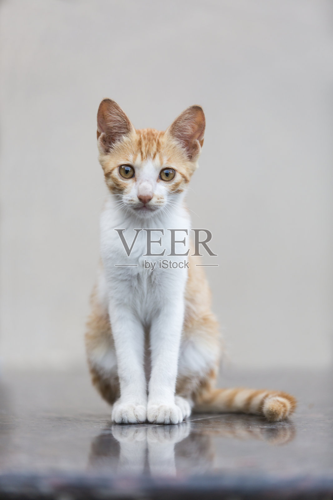 小猫照片摄影图片