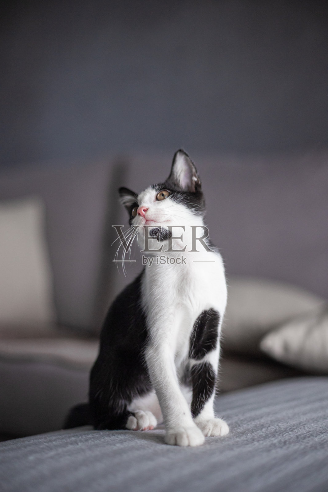 黑白相间的猫好奇地往上看。照片摄影图片