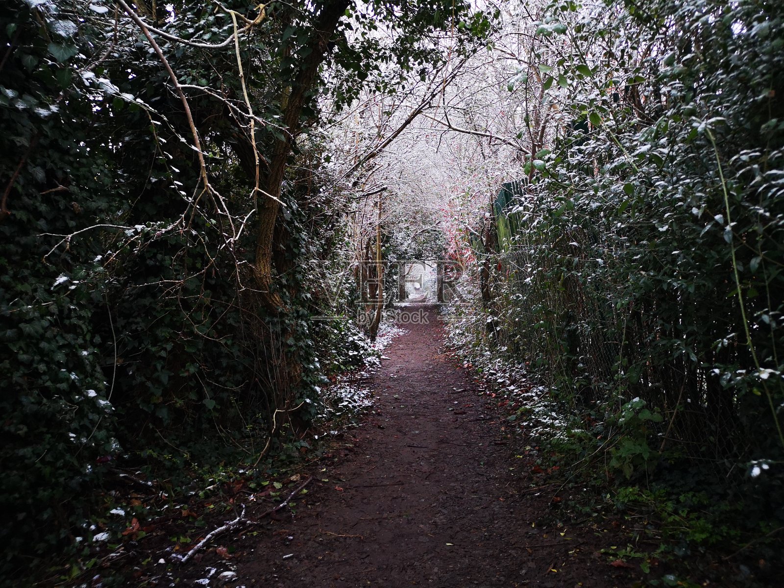 冬季森林小径照片摄影图片