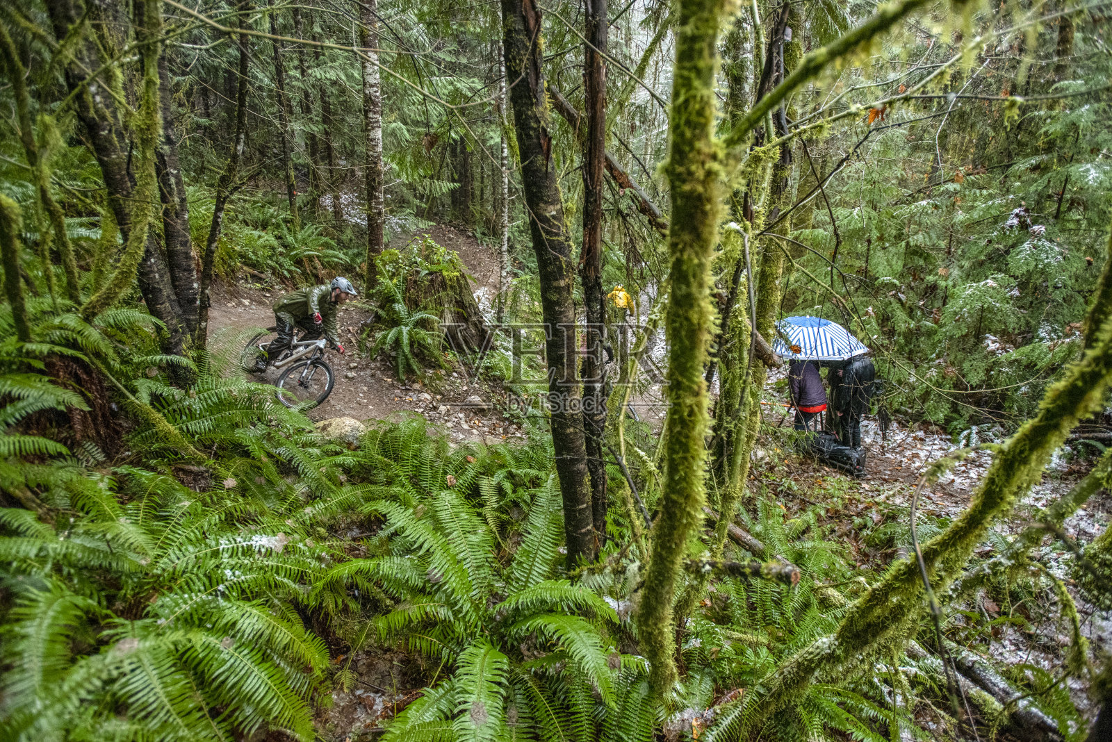 山地自行车手在雨林中飙车照片摄影图片