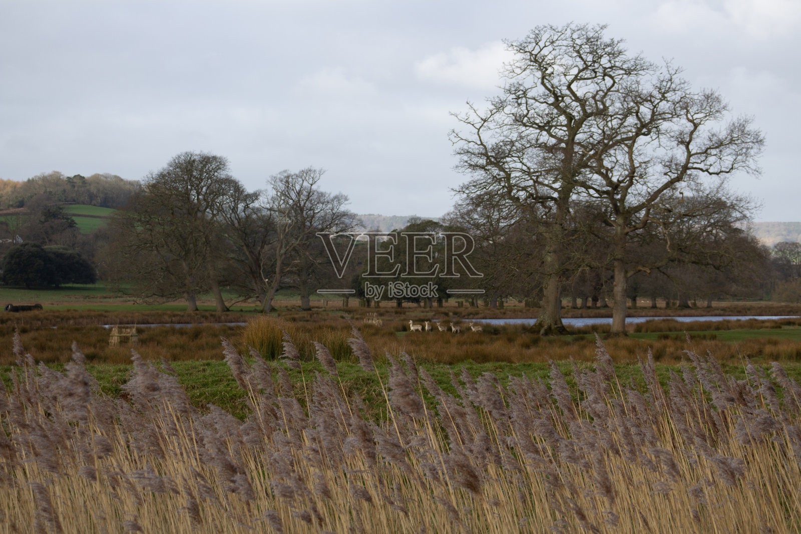 芦苇生长照片摄影图片