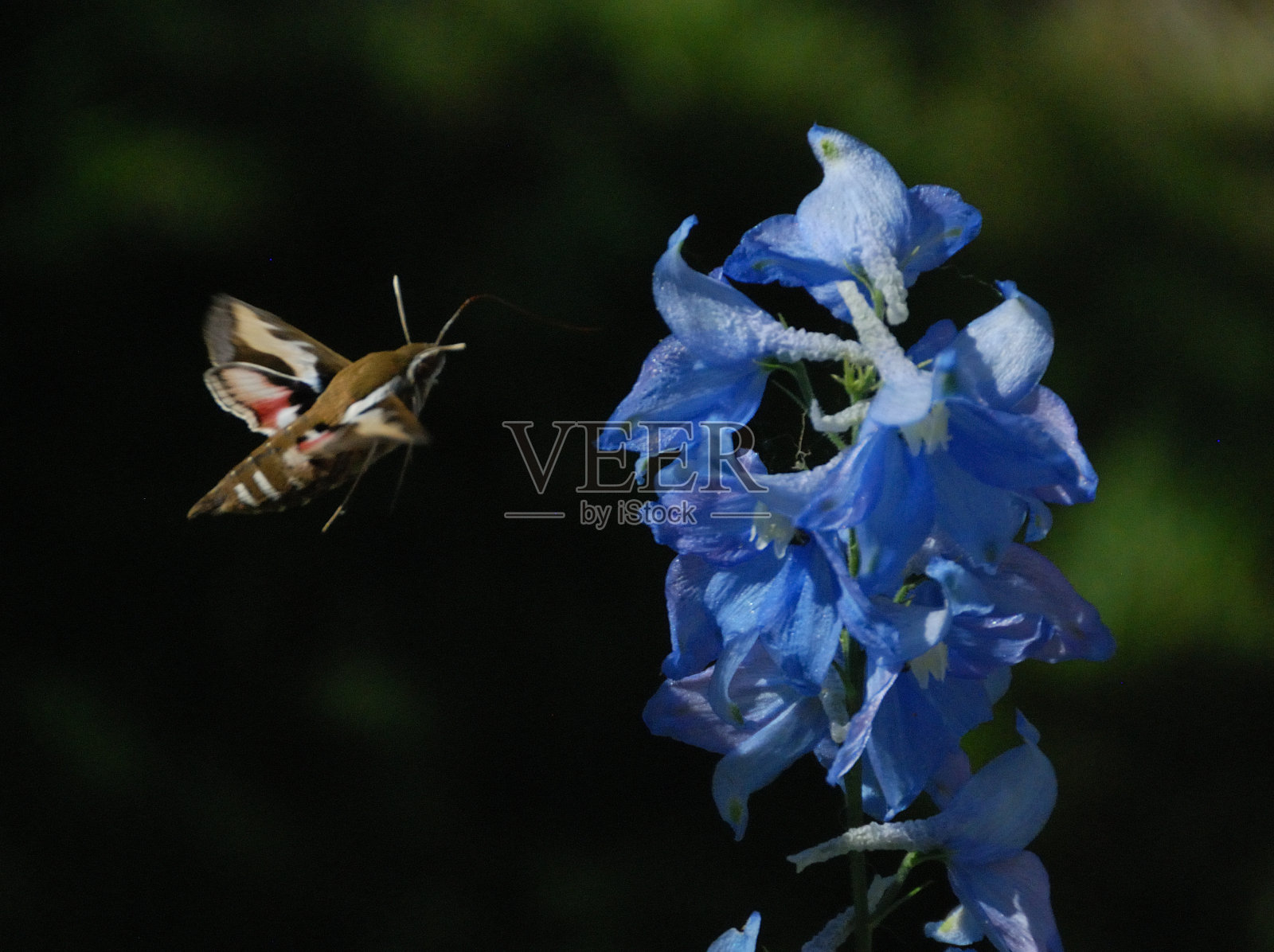 飞蛾喜欢有夜香的花朵照片摄影图片