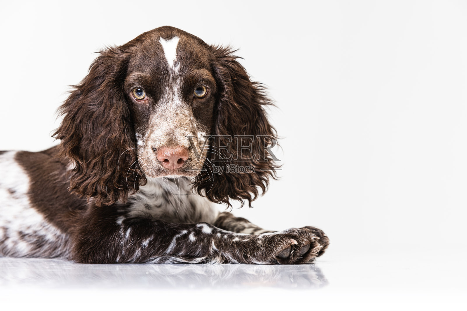 专注地看在白色工作室背景上的西班牙猎犬肖像照片摄影图片