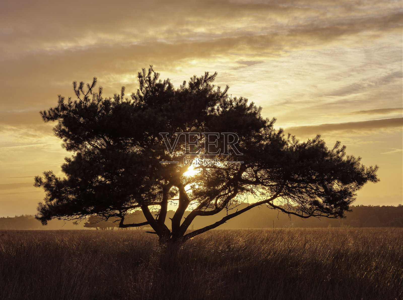 格罗夫登行动赫特 · 德温格尔德维尔德照片摄影图片