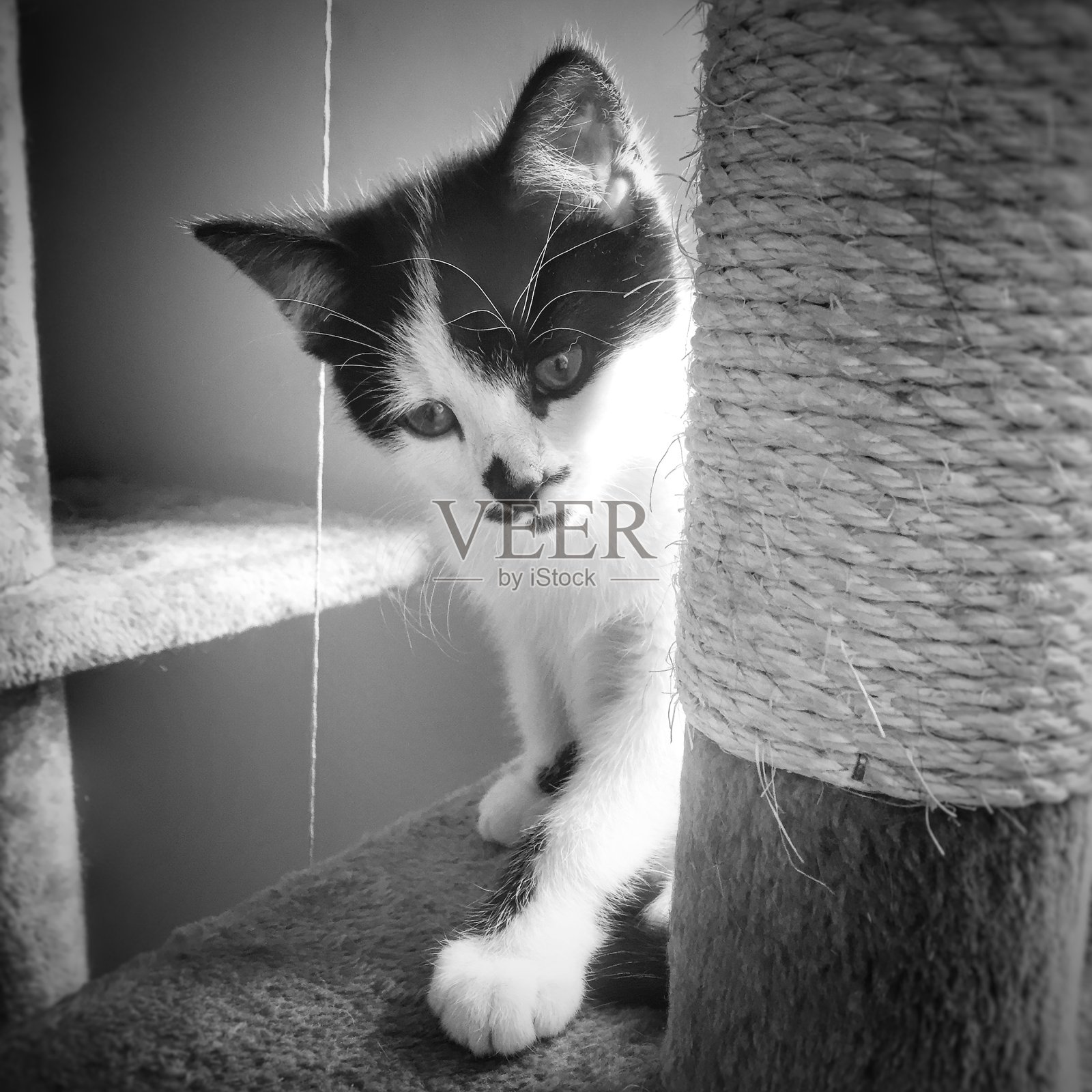 可爱调皮的黑白猫咪照片摄影图片