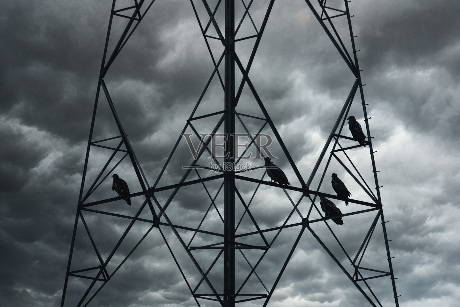 年轻的鹰照片摄影图片