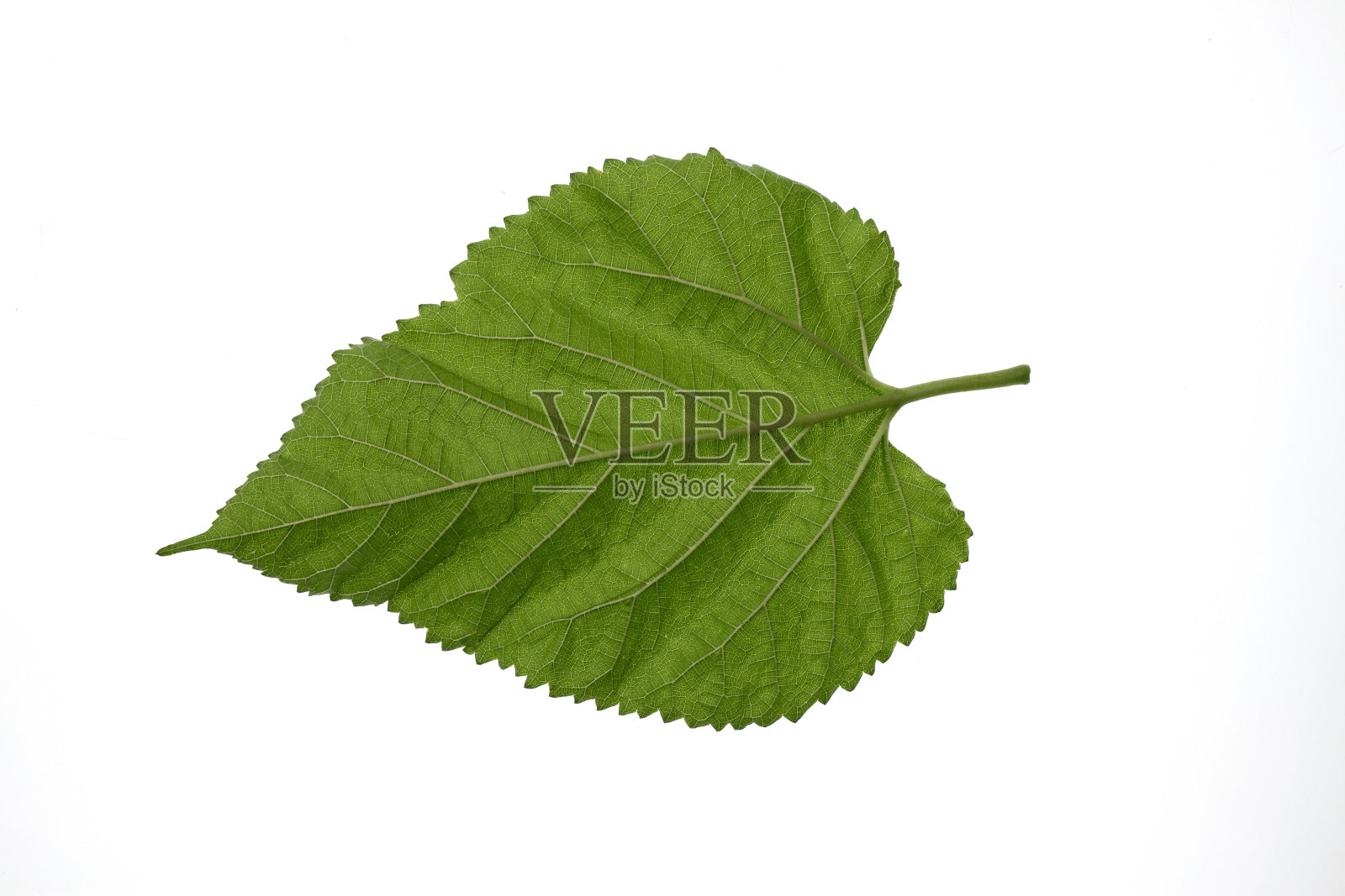 特写，绿色的桑叶，照片摄影图片