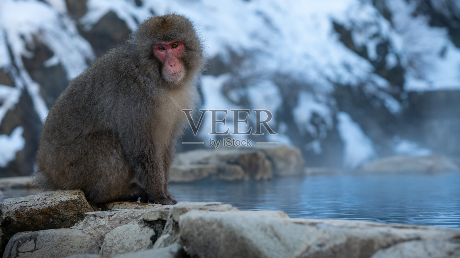 日本雪猴在温泉池附近防寒照片摄影图片