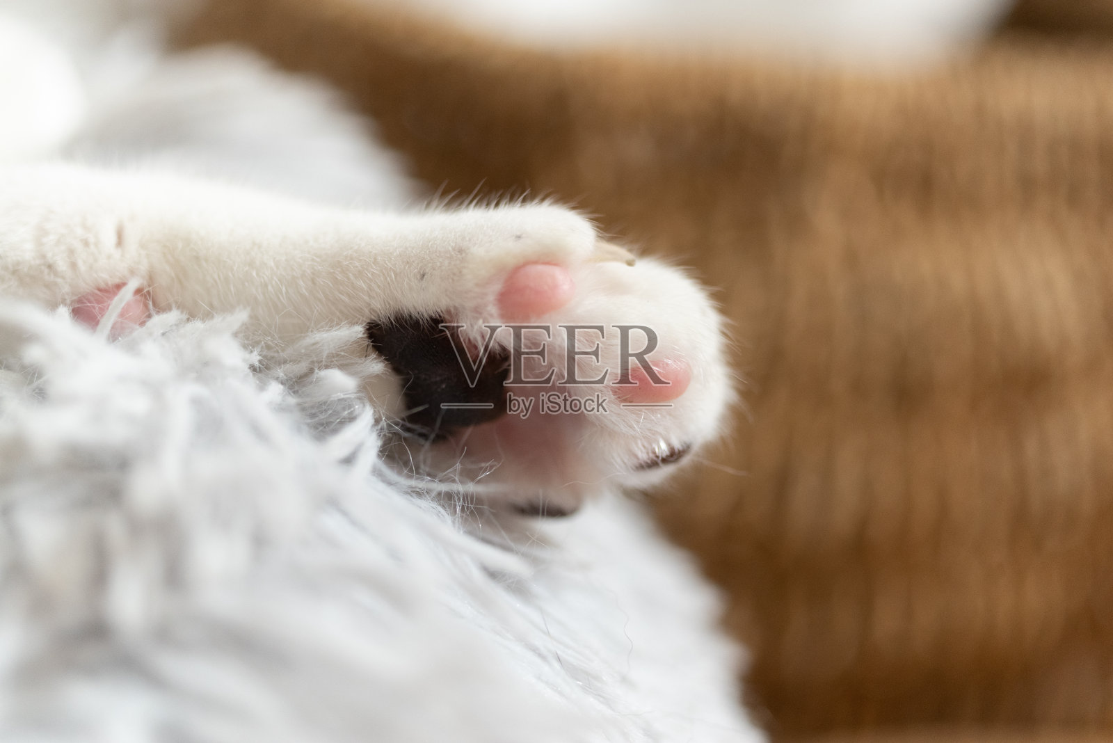 猫照片摄影图片