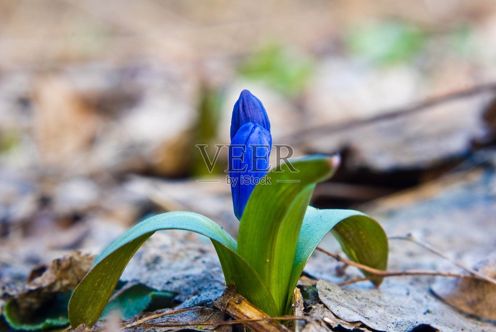 小春花的特写照片摄影图片