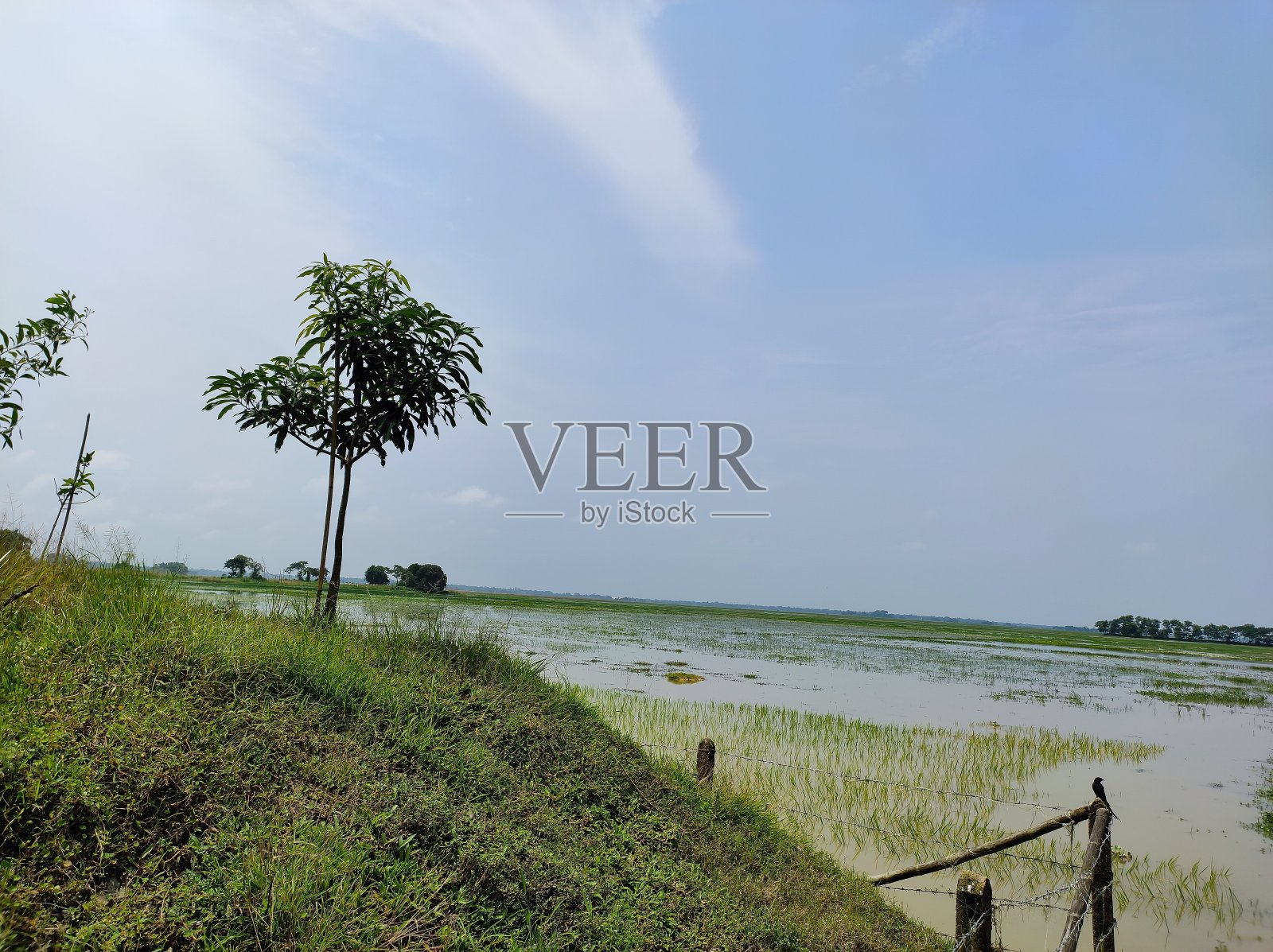 小树配蓝天照片摄影图片