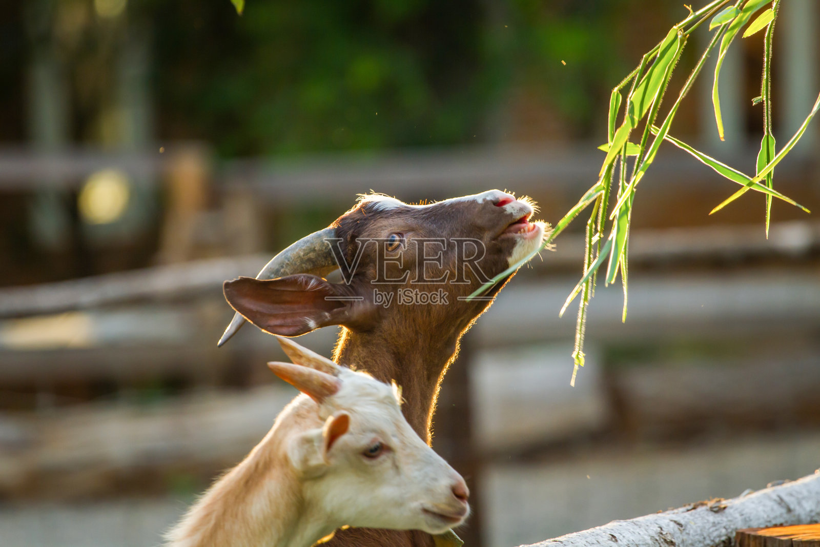 一只山羊在草地上吃草的肖像照片摄影图片