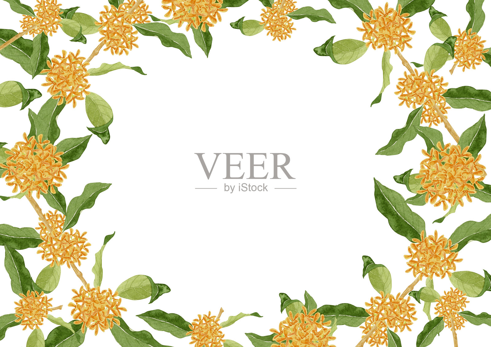 香橄榄水彩背景框插画图片素材