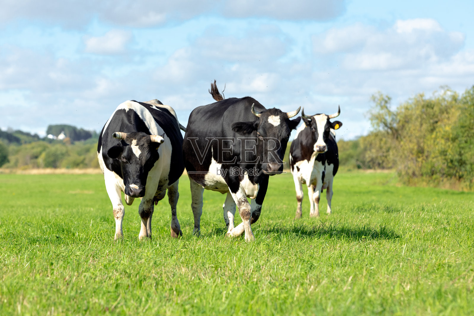 三头黑白相间的奶牛在绿色的草地上吃草，蓝天白云映衬。有选择性的重点照片摄影图片