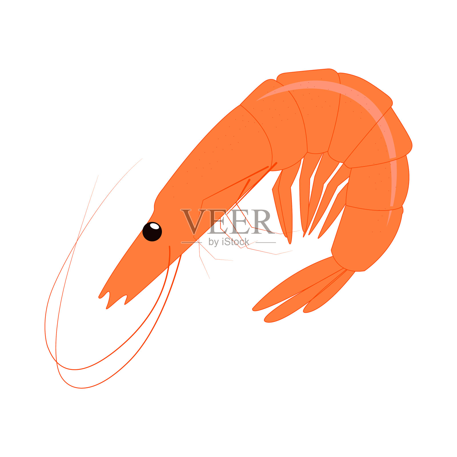 逼真的新鲜虾在白色的背景插画图片素材