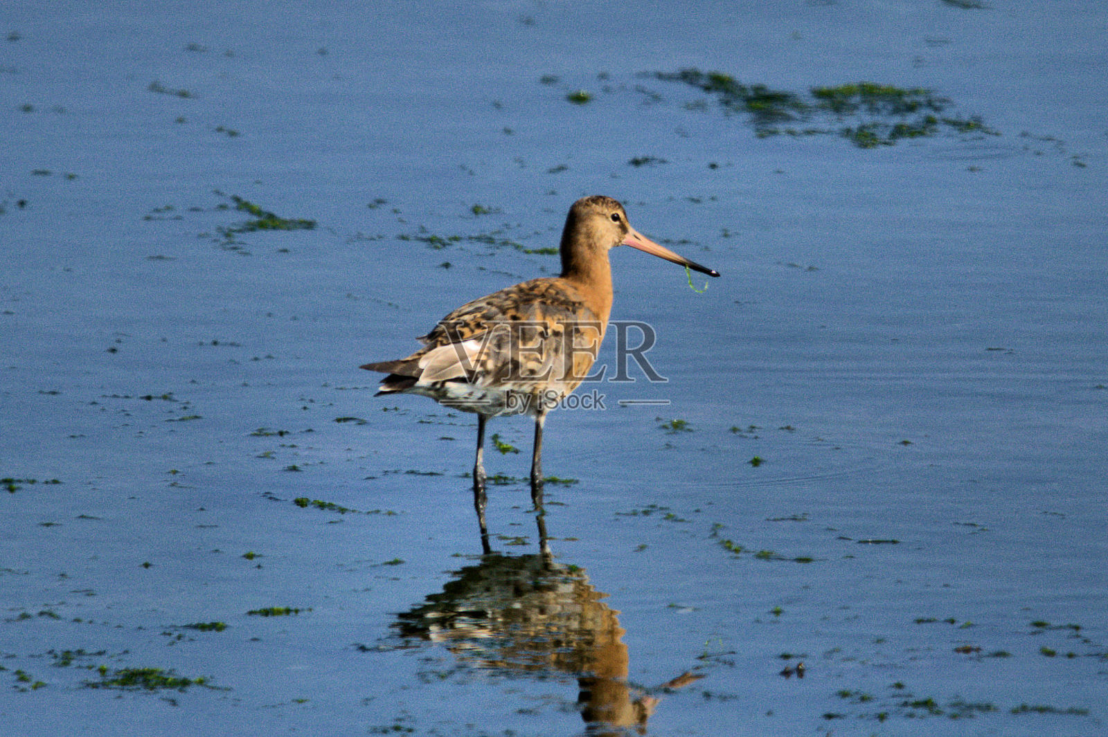 黑人尾随黑尾豫照片摄影图片
