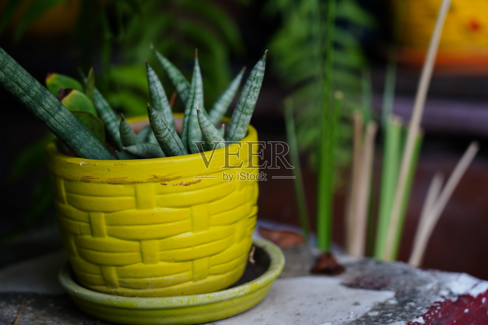 山冬在花盆中种植照片摄影图片