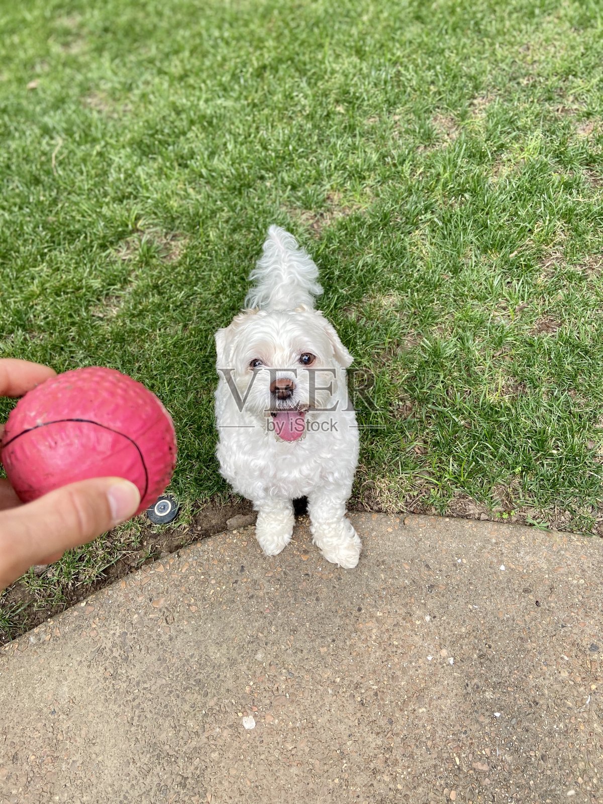 快乐的小狗准备玩接东西照片摄影图片