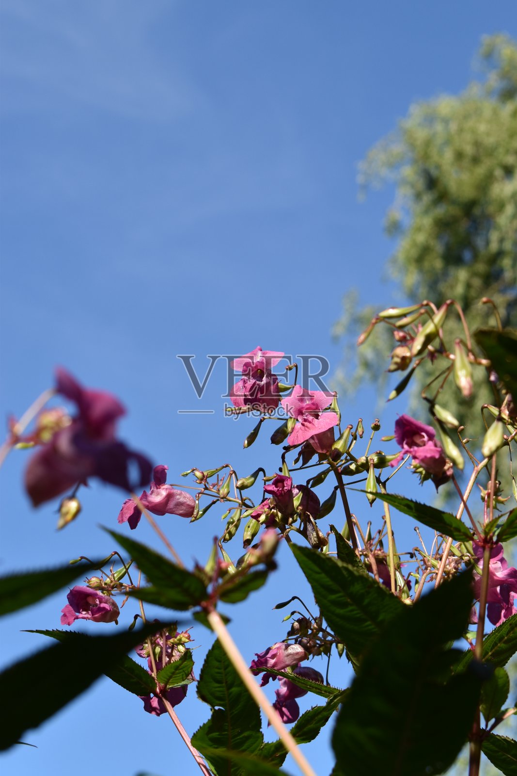 一些观赏宝石草/不碰我/凤仙花的低角度视图。照片摄影图片