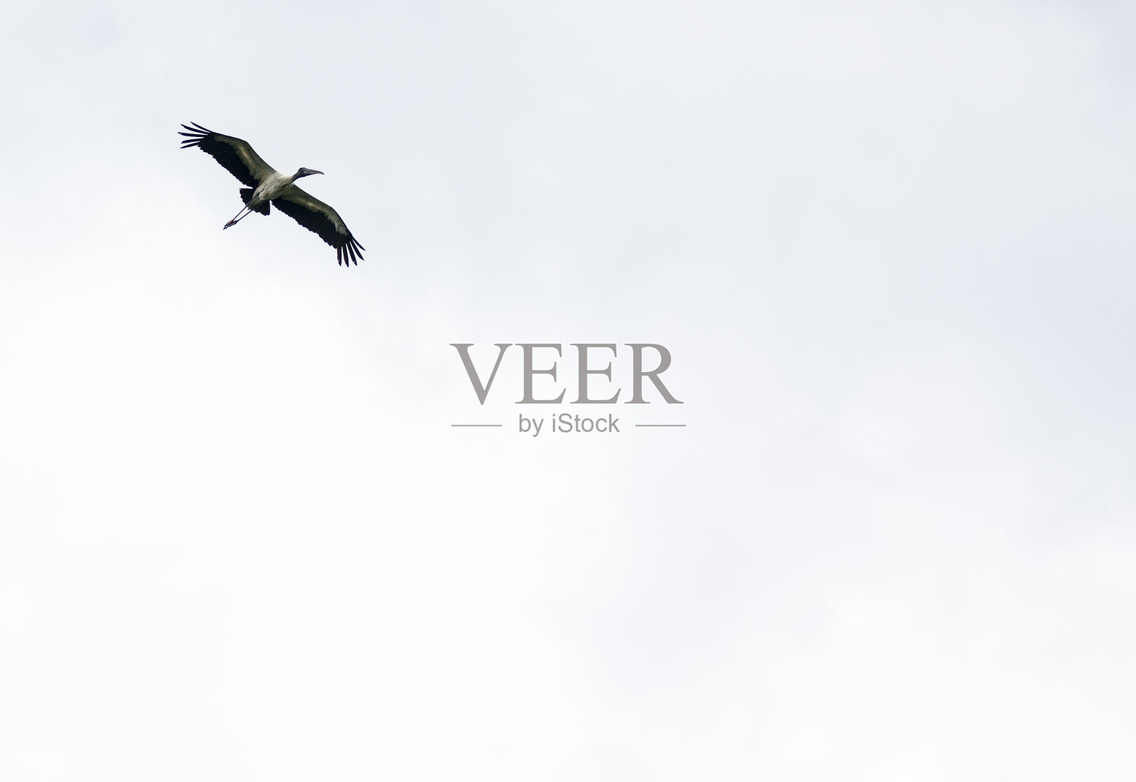 自然在佛罗里达照片摄影图片