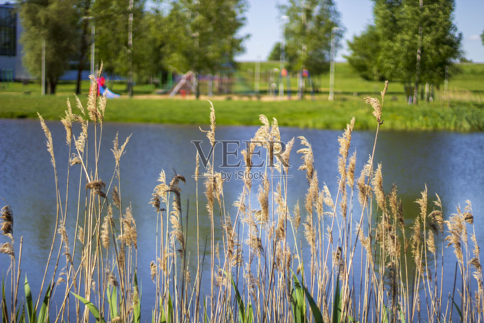 已经照片摄影图片