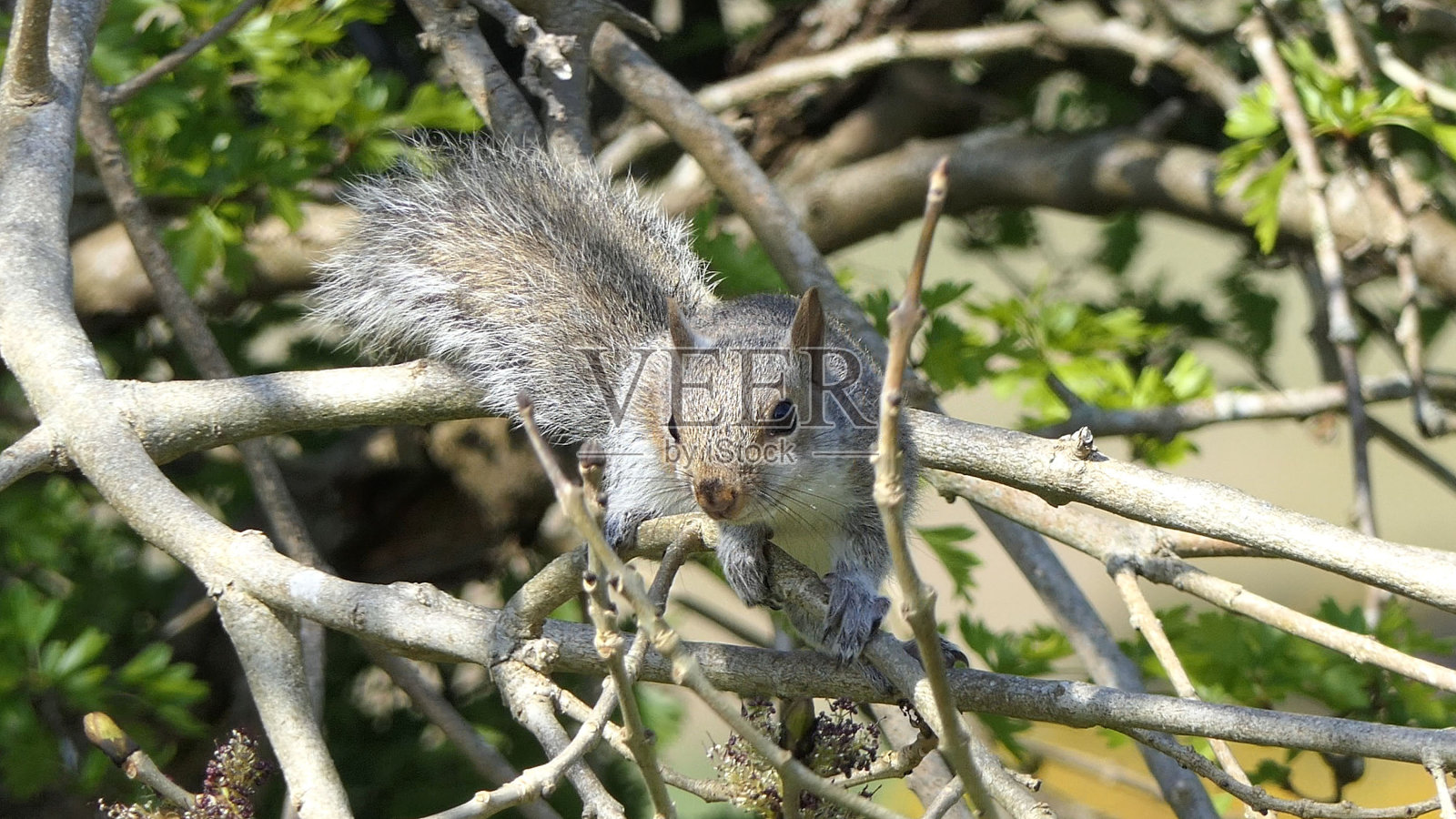 灰松鼠在树上寻找食物照片摄影图片
