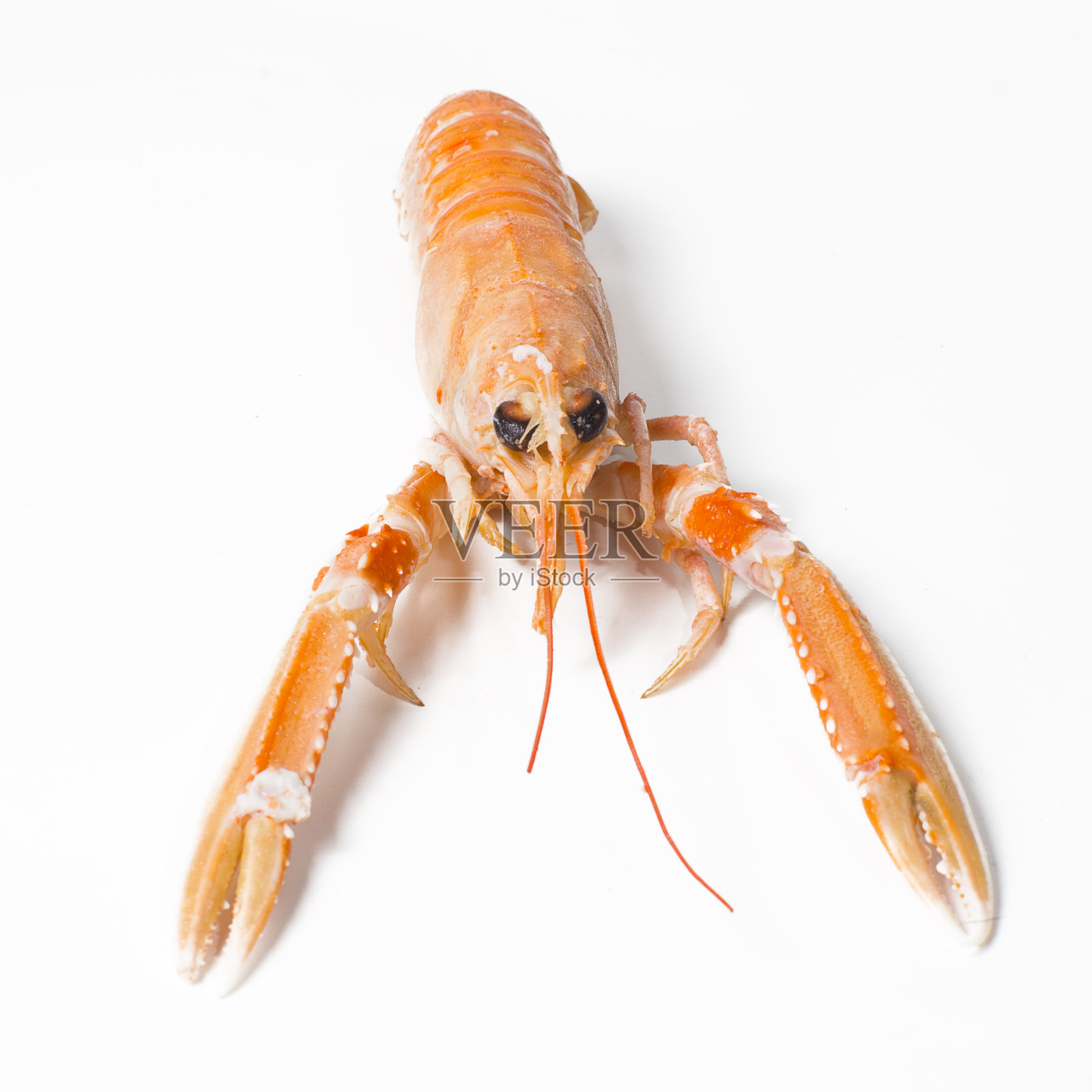 白色背景上的小龙虾照片摄影图片
