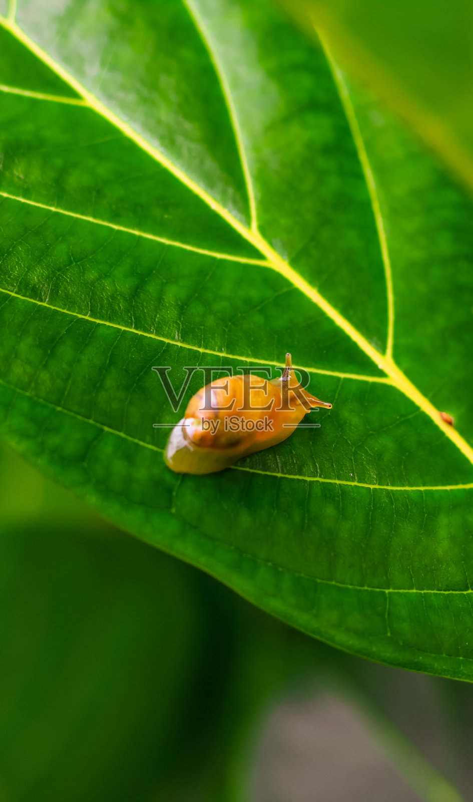 花园蜗牛(螺旋洒)在绿叶上孤立。拯救地球的概念。绿色的叶子上有蜗牛，绿色的自然背景。野生自然，环保理念。照片摄影图片