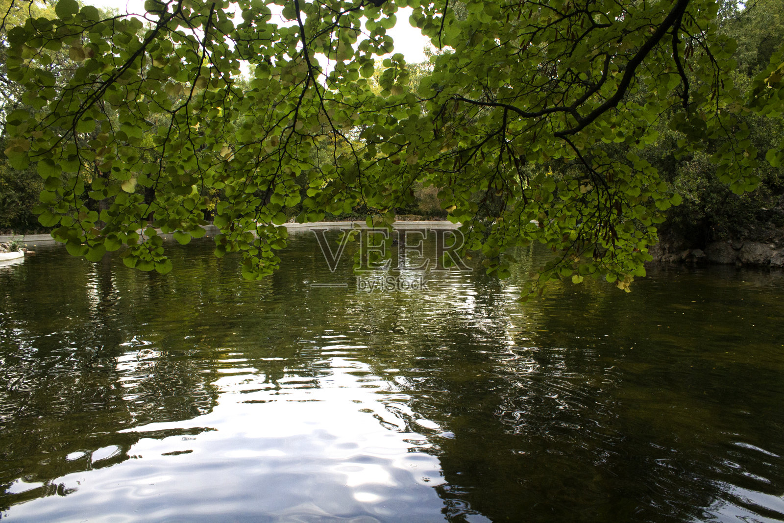公园里有水、池塘和树叶照片摄影图片