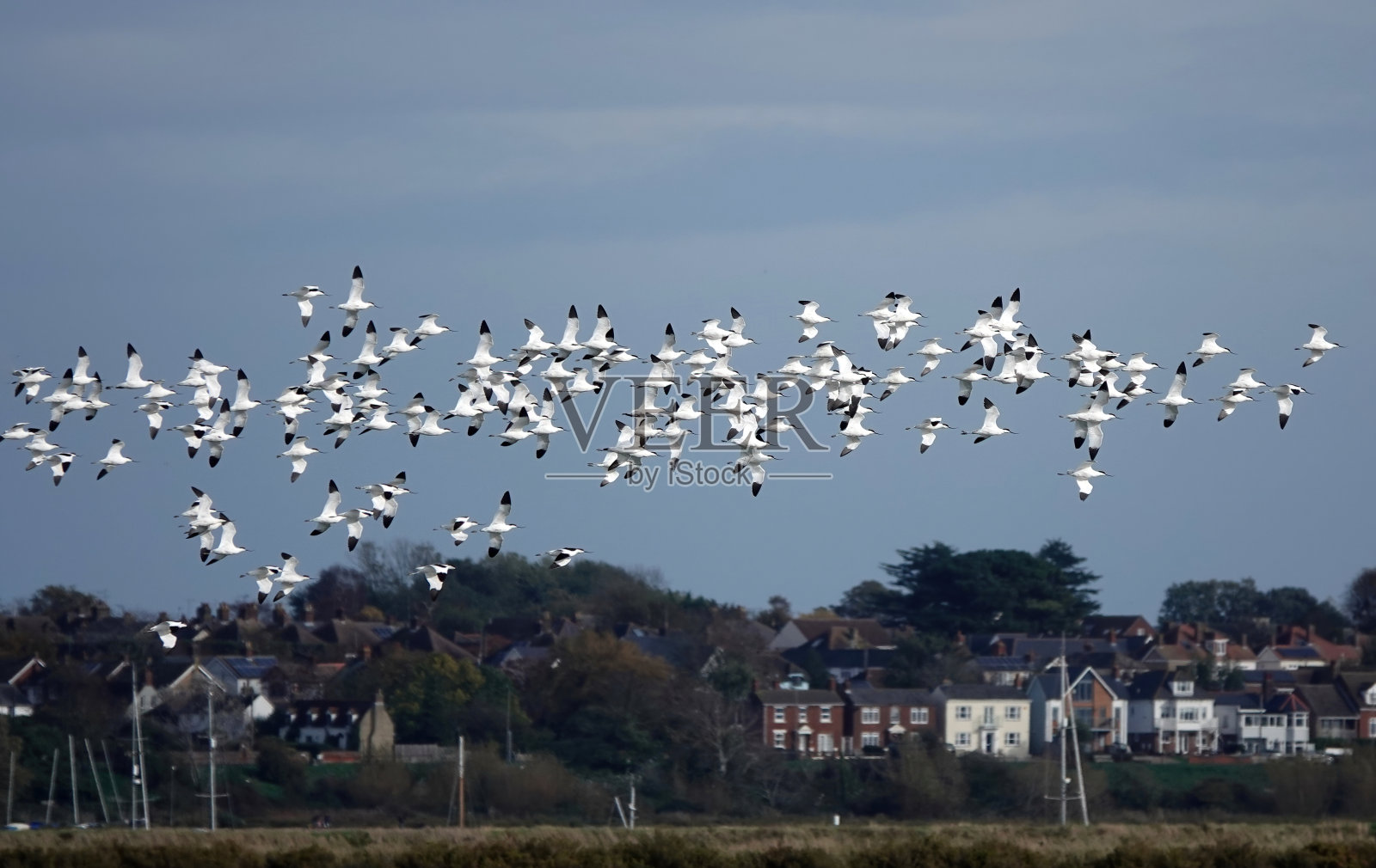 一群美丽的牛油果鸟在埃塞克斯海岸上空飞翔。照片摄影图片