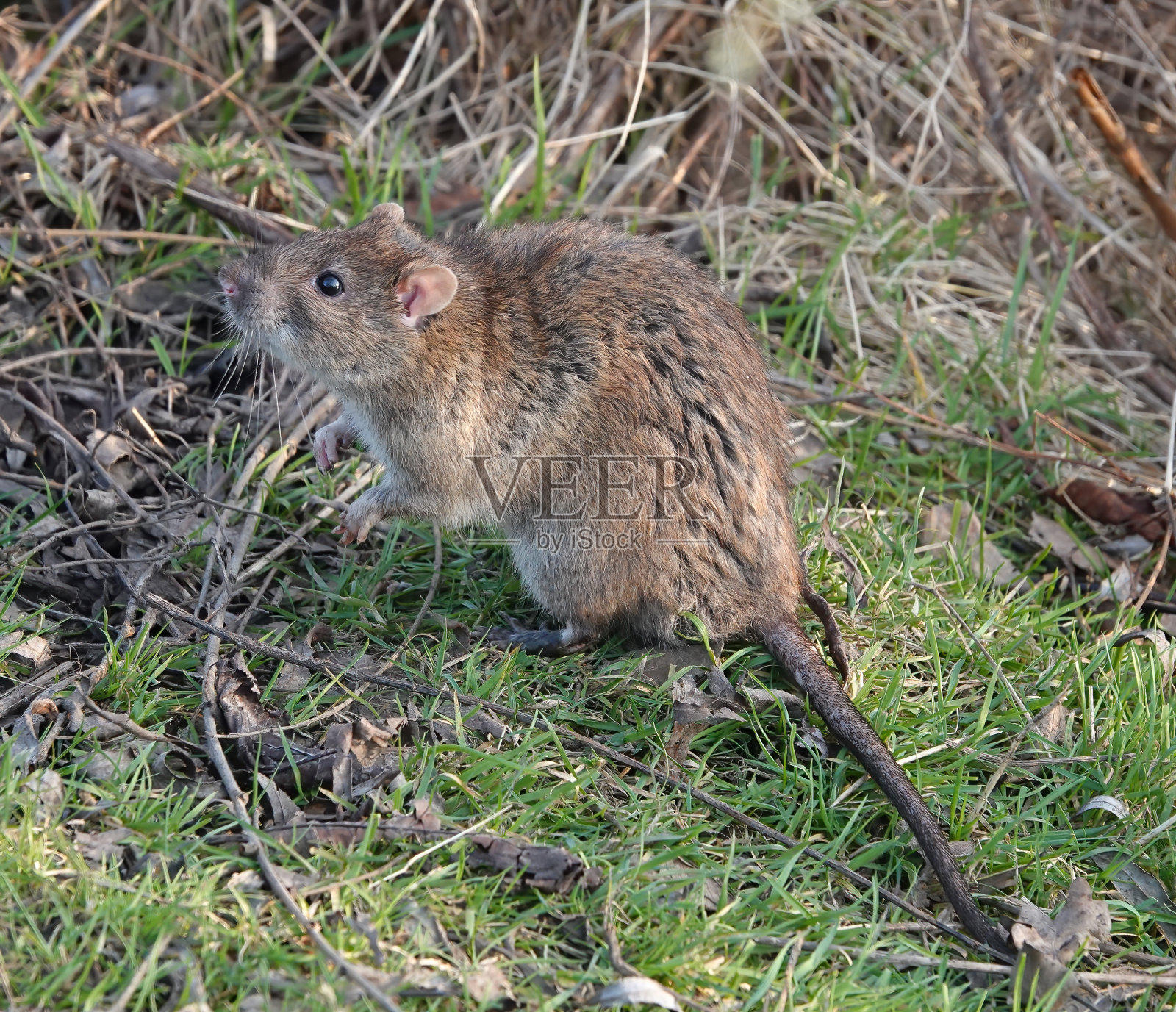 一只可爱的棕色老鼠站在地上，后腿直立，前爪翘起，鼻子朝天。照片摄影图片