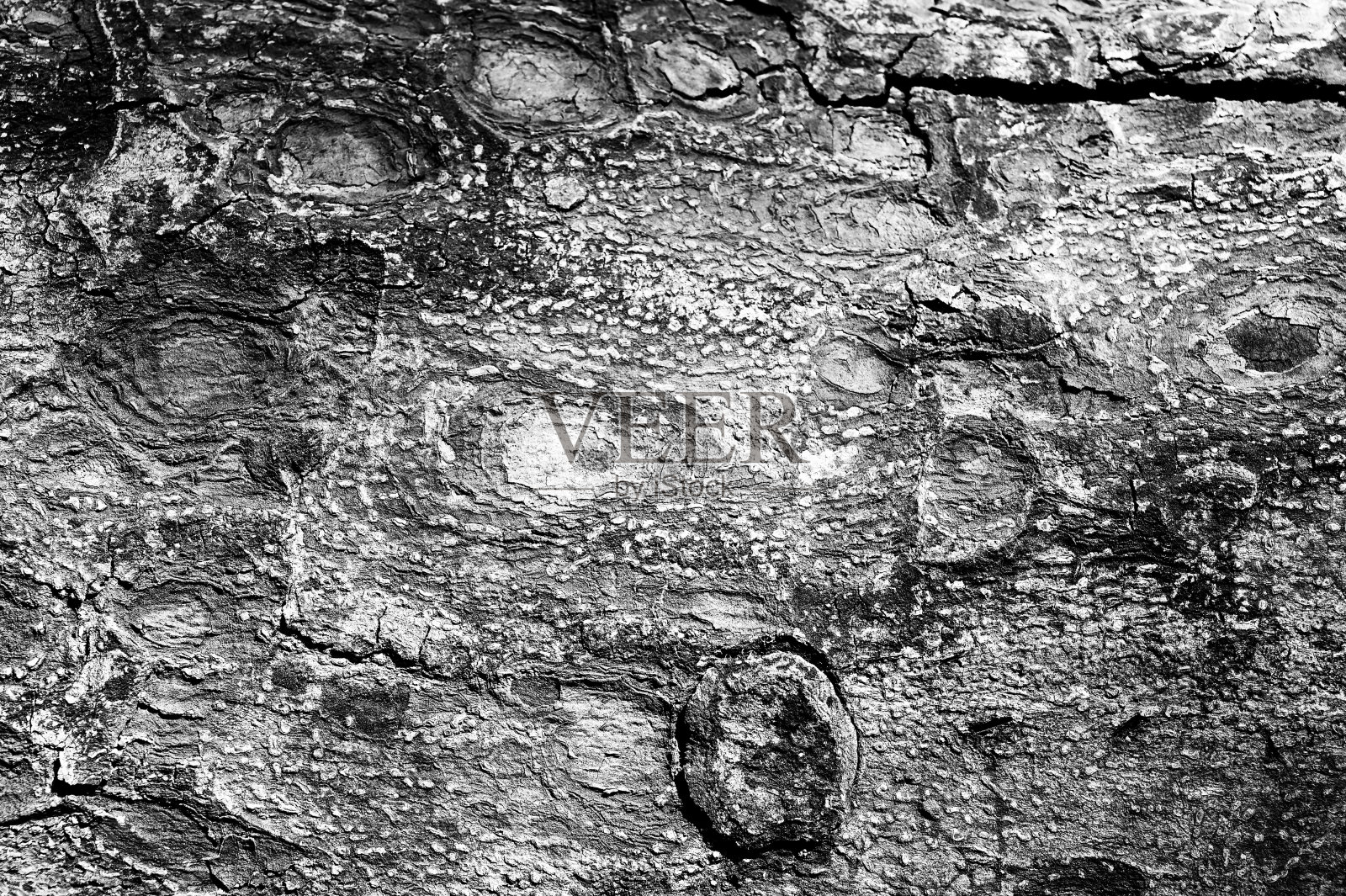 黑白抽象树干木纹理。自然背景。照片摄影图片