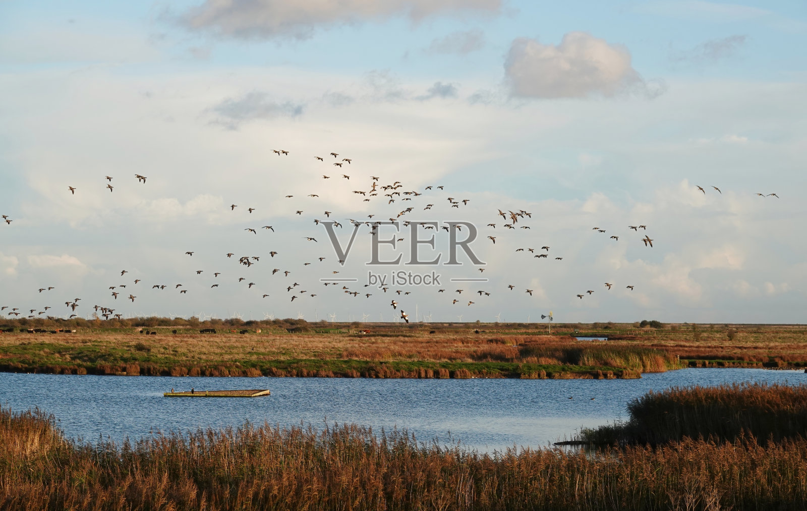 黄昏时分，一群大雁在自然保护区的湖面上飞翔。照片摄影图片