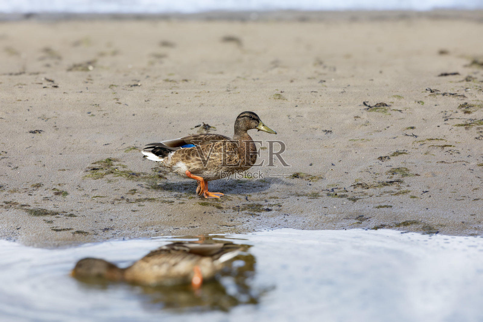 夏天散步的鸭子照片摄影图片