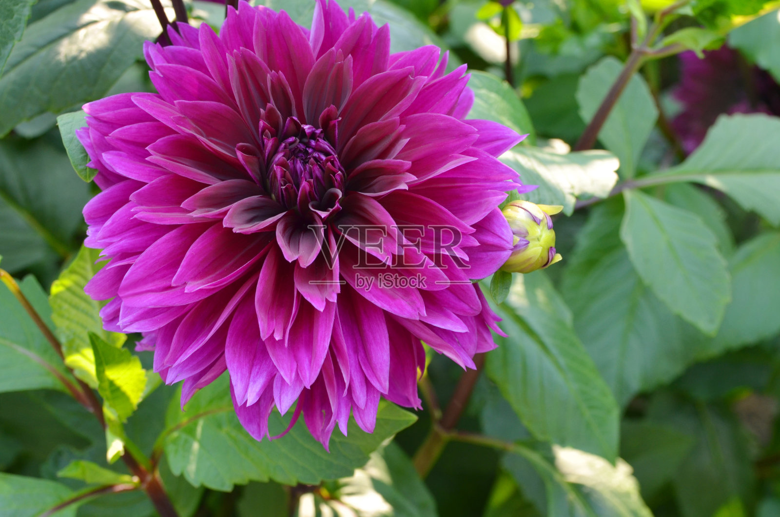 盛开的大丽花照片摄影图片